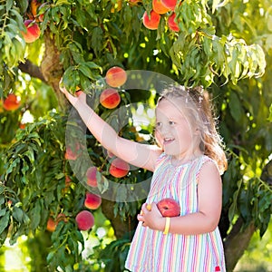 Child picking and eating peach from fruit tree