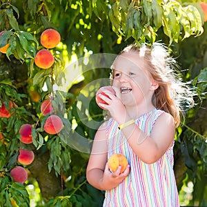 Child picking and eating peach from fruit tree