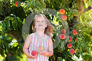 Child picking and eating peach from fruit tree