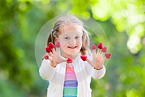 Child picking and eating raspberry in summer