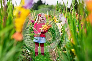 Child picking fresh gladiolus flowers