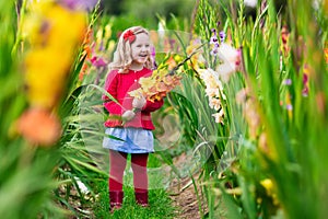 Child picking fresh gladiolus flowers