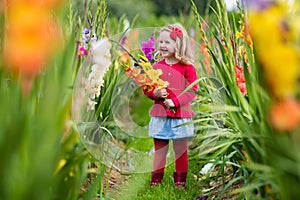 Child picking fresh gladiolus flowers