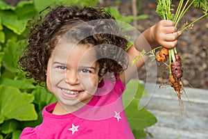Child picking fresh organic carrots