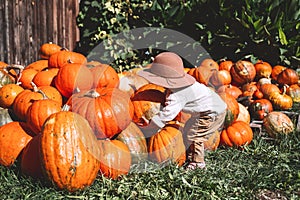 Child picking pumpkins at pumpkin patch photo