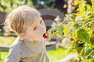 Child picking raspberry. Kids pick fresh fruit on organic raspberries farm. Children gardening and harvesting berry. Toddler kid