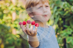 Child picking raspberry. Kids pick fresh fruit on organic raspberries farm. Children gardening and harvesting berry. Toddler kid