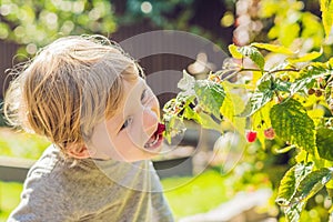 Child picking raspberry. Kids pick fresh fruit on organic raspberries farm. Children gardening and harvesting berry. Toddler kid