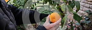 Child picking a ripe mandarin citrus fruit from a tree growing in backyard