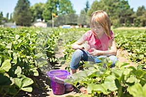 Child picking strawberries at a farm