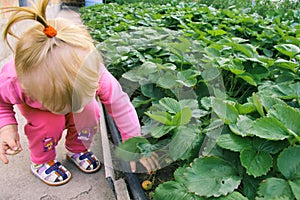 Child picking strawberries. Kids pick fresh fruit on organic strawberry farm.
