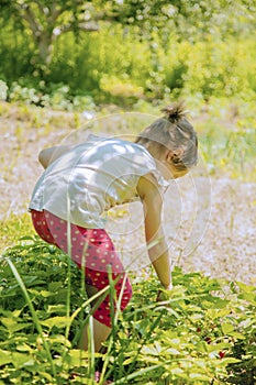 Child picking strawberries. Kids pick fresh fruit on organic strawberry farm. Children gardening and harvesting. Agriculture,