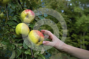 Child picking up an apple