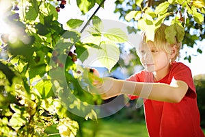 A child picking up blackberries in the garden on a sunny summer day. Kid is stretching and grabbing ripe berries