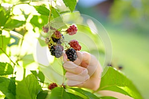 A child picking up blackberries in the garden on a sunny summer day. Kids hand is stretching and grabbing ripe berries