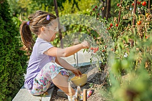 Child is picking up cherry tomatoes from ecological homemade garden. Bulgaria.