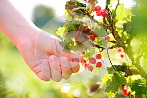 A child picking up red currant in the garden on a sunny summer day. Kids hand is stretching and grabbing ripe berries