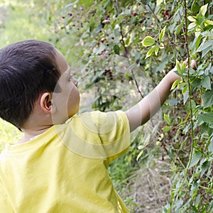 Child picking wild berries