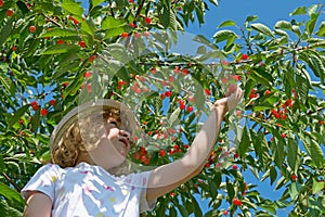 Child picks cherries from the tree