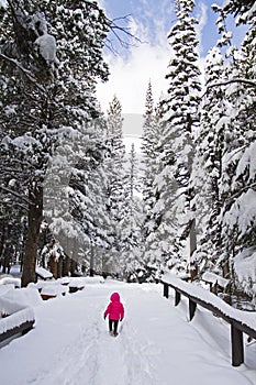 Child in pink coat walking in the snow among pine trees in winter