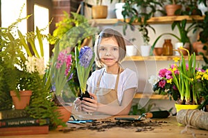 Child planting spring flowers. Little girl gardener plants hyacinth. Girl holding hyacinth in flower pot. Child taking