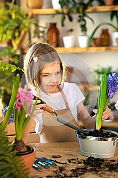 Child planting spring flowers. Little girl gardener plants hyacinth. Girl holding hyacinth in flower pot. Child taking