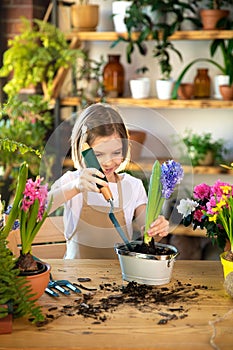 Child planting spring flowers. Little girl gardener plants hyacinth. Girl holding hyacinth in flower pot. Child taking