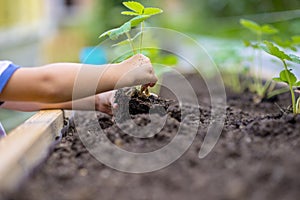 Child planting strawberry seedling in to a fertile soil