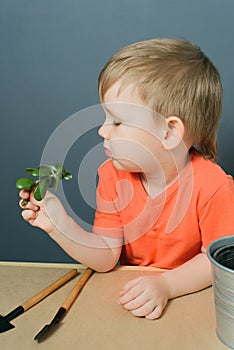 Child plants a crassula ovata plant