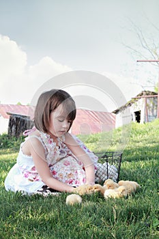 Child Playing with Chicks
