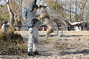 Child playing with dog outdoor. Playing french bulldog dog with baby boy