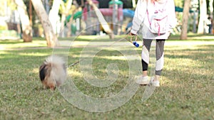 child playing with puppy outdoors. baby owner walking Pomeranian spitz on the way