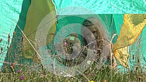 Child Playing in Tent at Camping in Mountains, Kid Waving Goodbye, Tourist Girl in Alpine Trip, Excursion, Children Outdoor