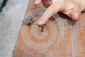 A child plays with a caterpillar and a May beetle. she touches her hand and strokes their backs