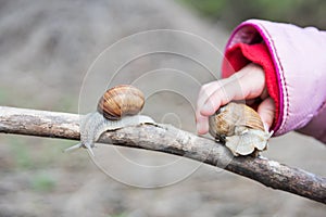 Child plays a snail