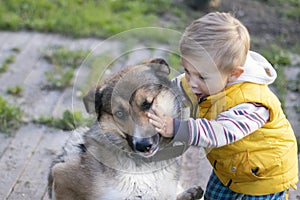 A child plays with a stray animal.