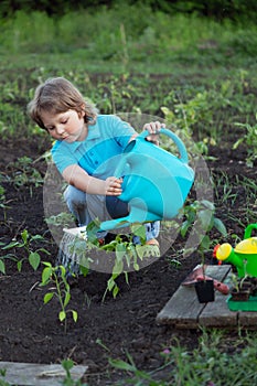 Child pours fresh sprouts from the watering can in the summer ga