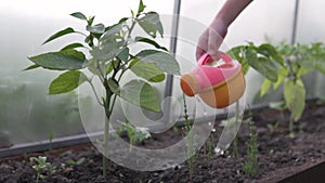 The child pours water from the children's watering can on ripening tomatoes in the greenhouse