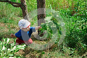 Child pulls the arm to the leaf on a tree branch