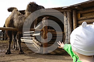 The child pulls his hand towards the camel