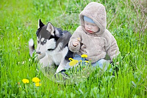 Child with puppy husky