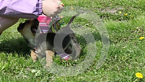 Child and puppy play with rope