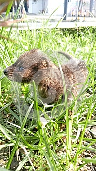 The child of the rase weasel is sunbathing in a park on the side of the Indonesian highway