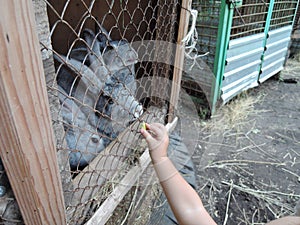 Child reaches out to feed the rabbits in a cage on the farm