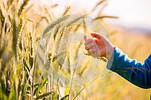 Child reaching out to touch young wheat