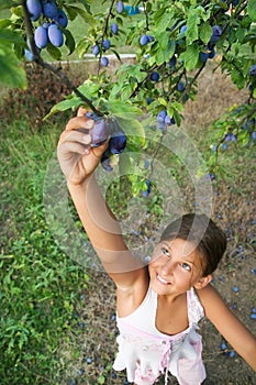 Child Reaching Plums From A Tree