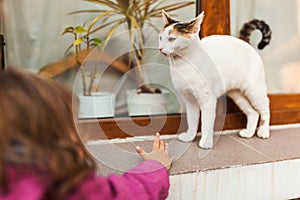 Child reaching to catch cat