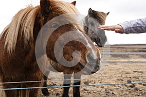 A child reaching to pet a beautiful Iceland horse