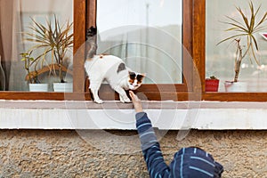 Child reaching to pet cat