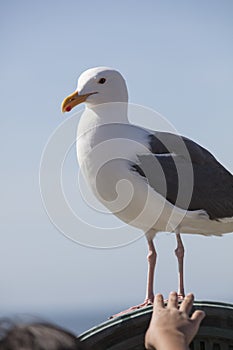 Child reaching to touch a Sea Gull at the coastal cove